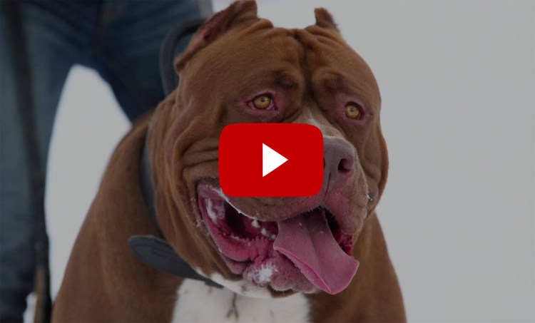 Американский питбуль Халк