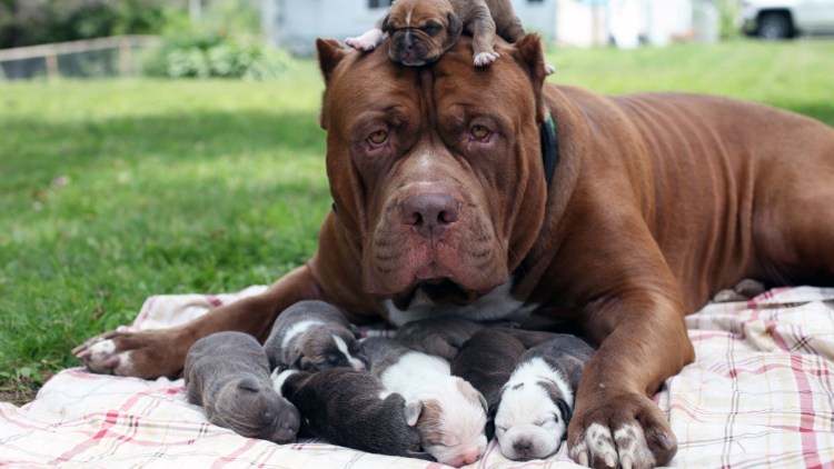 Американский булли покет цвет крап