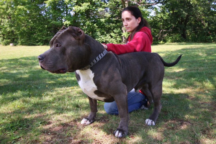 Американский питбуль Халк