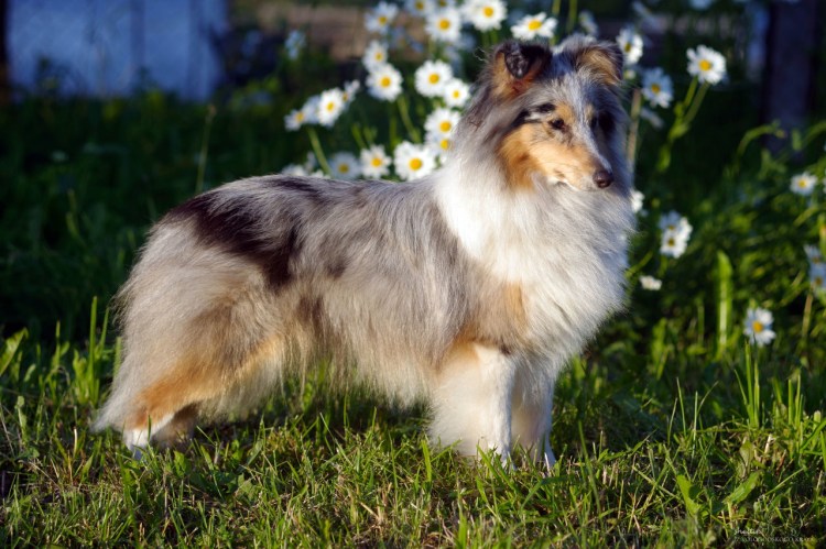 Бордер колли карликовый