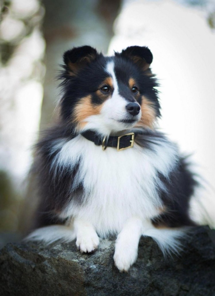 Шетландская овчарка шелти