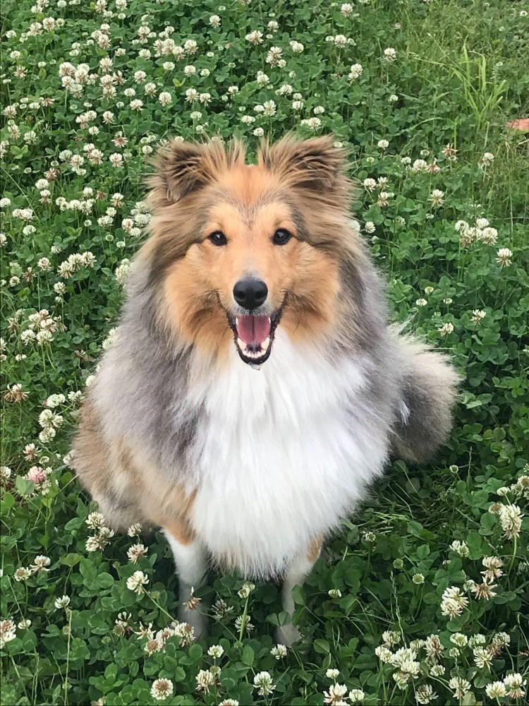 Добер колли шелти