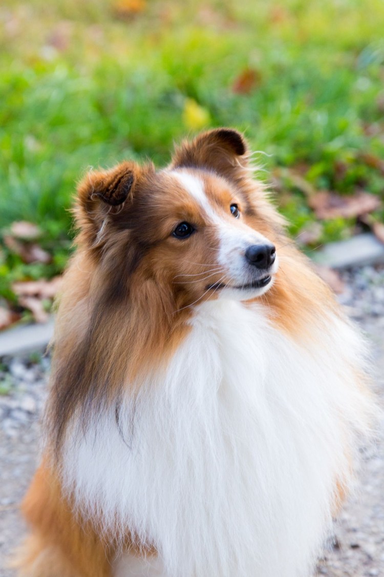 Собаки шелти Карликовые