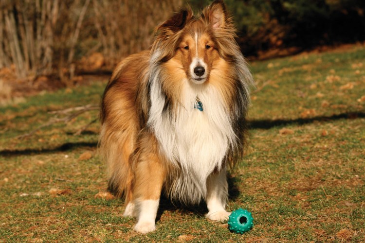 Шотландская овчарка шелти