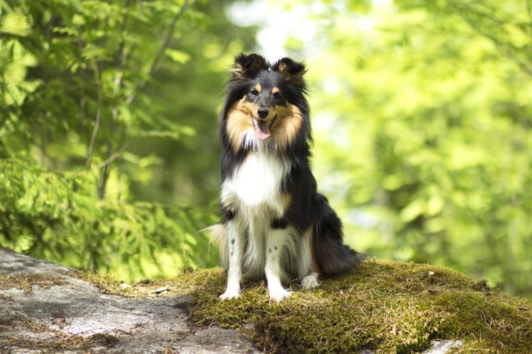 Порода колли шелти