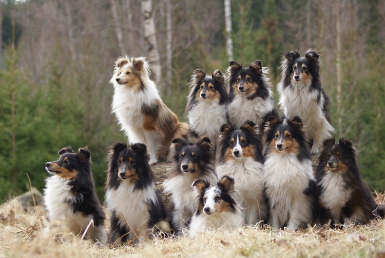 Шелти Шетландская черная