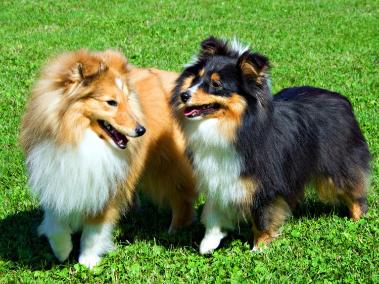 Шетландская овчарка шелти