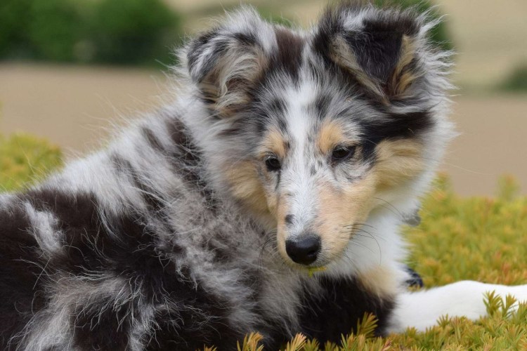 Щенок шелти Блю Мерль