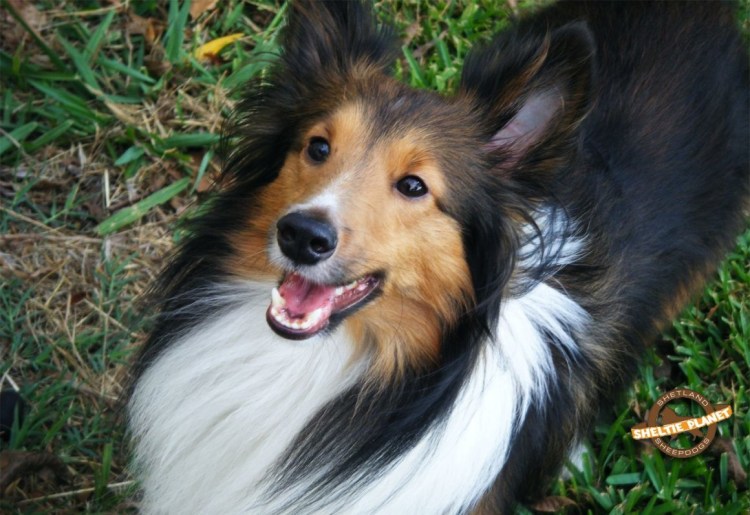 Порода колли шелти