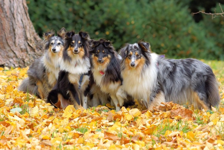 Колли шелти