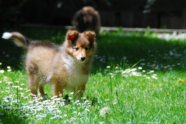 Шотландская овчарка шелти