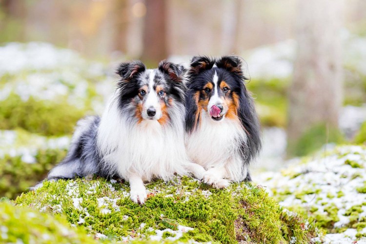 Собака шелти, Шетландская овчарка