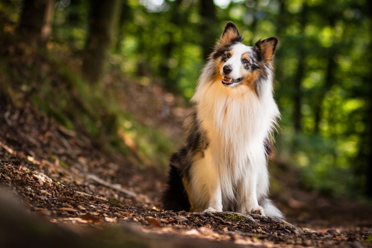 Шетландская овчарка шелти