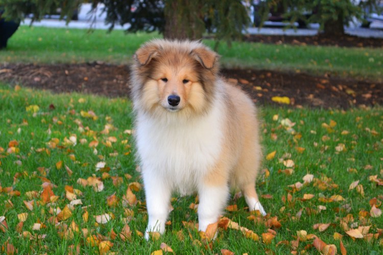 Шетландская овчарка шелти