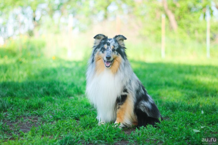 Шетландская овчарка шелти
