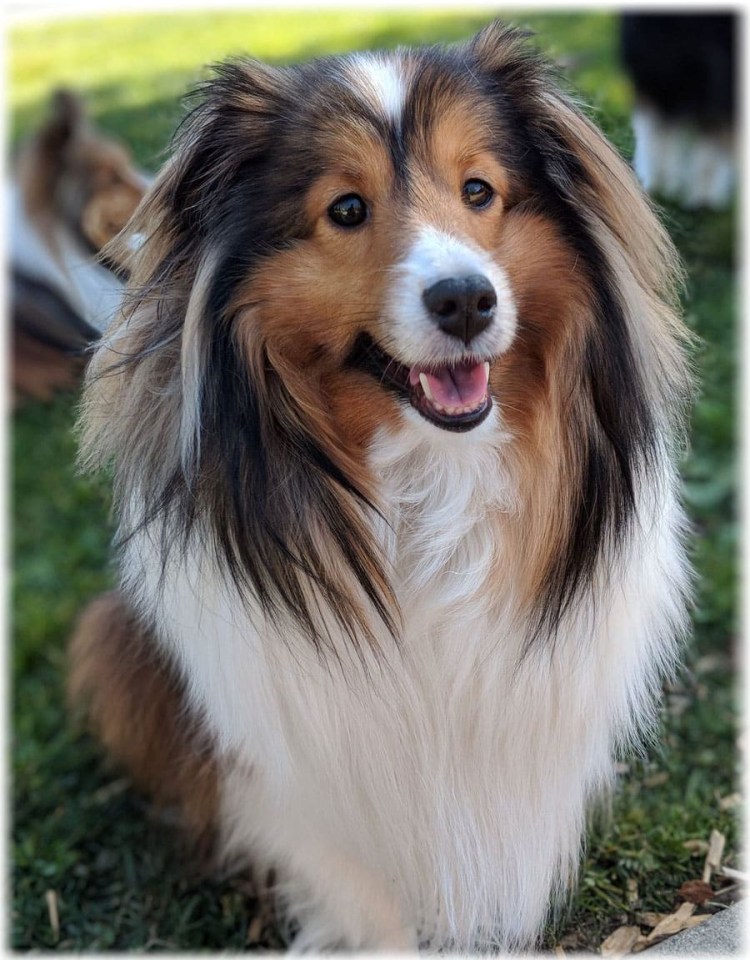 Бордер колли карликовый