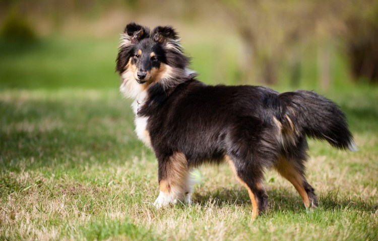 Шотландская овчарка шелти