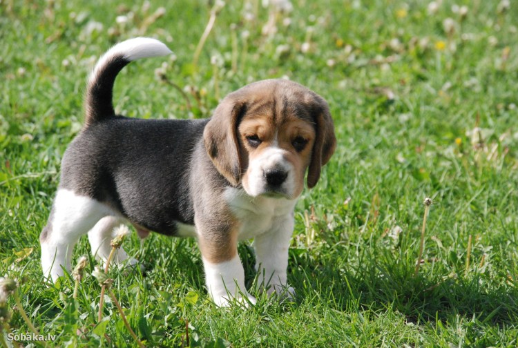 Собака ротвейлер