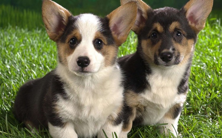 Вельш корги пемброк