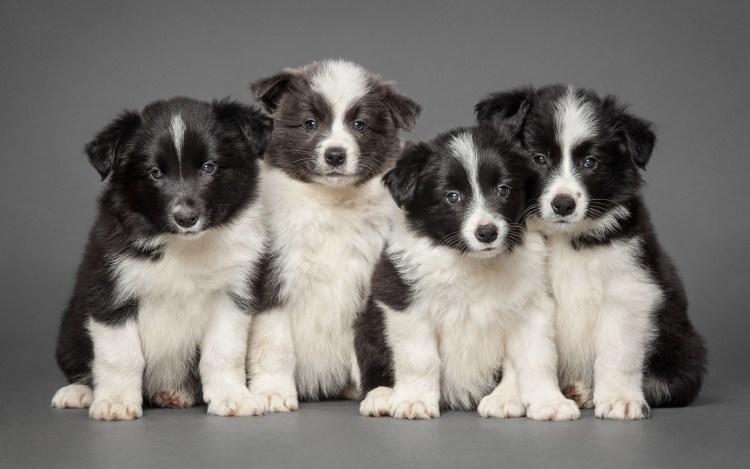 Собака бордер колли щенок