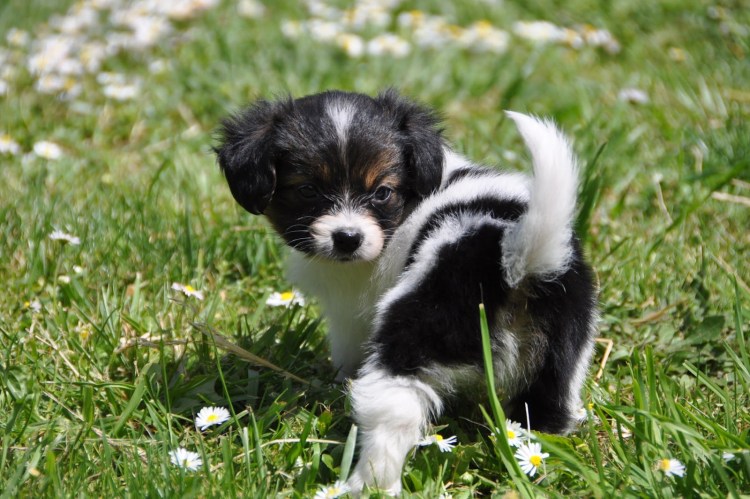 Фален щенки