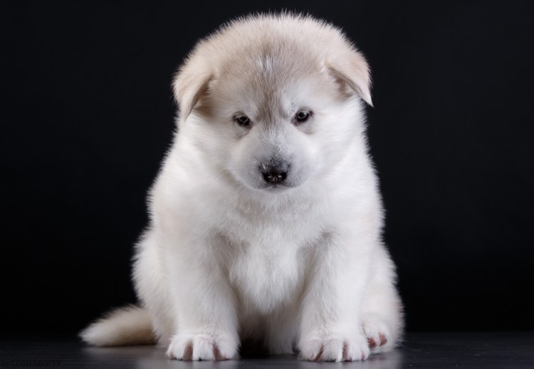 Джекрасол терьер щенок