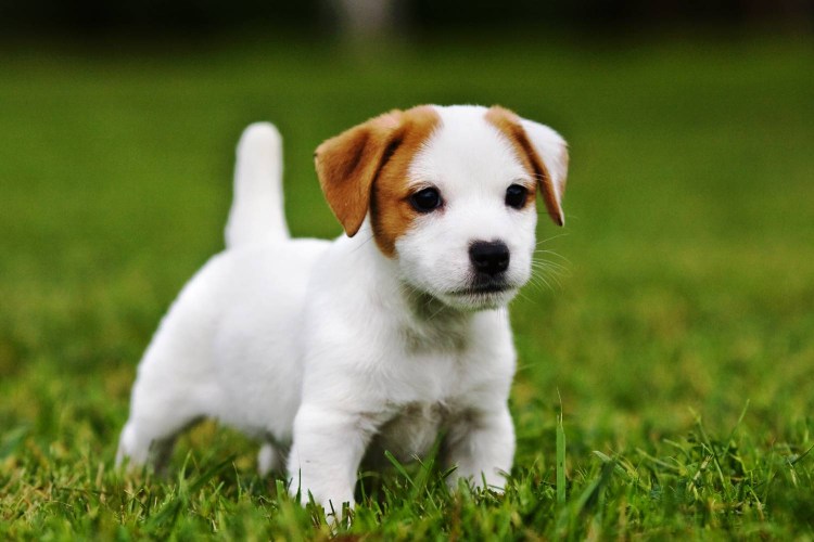 Бигль карликовый