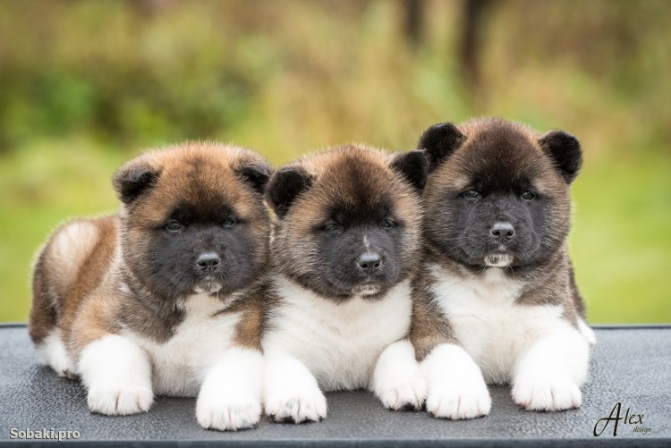 Американская Акита маленькая