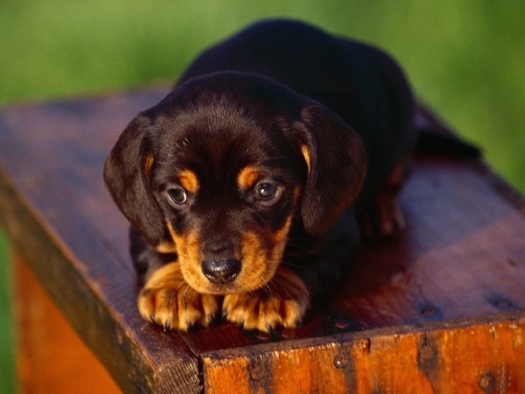 Бордер колли щенки