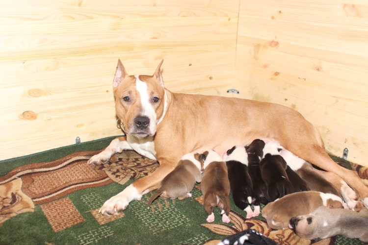 Место для новорожденных щенков босерона