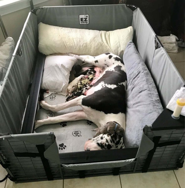 Fab System Whelping Box