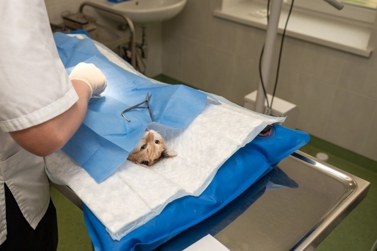 Соски западают внутрь у нестерилизованной собаки