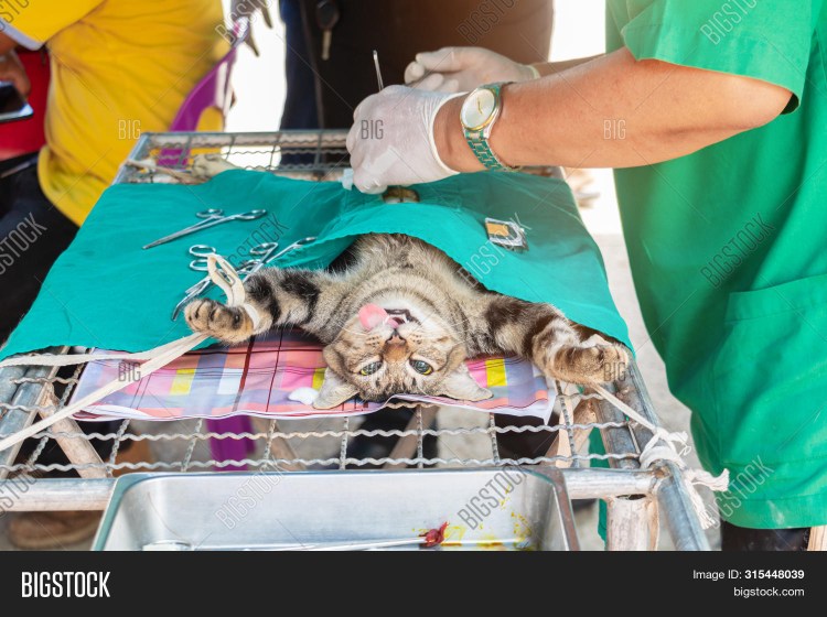 Минусы уретростомии у котов