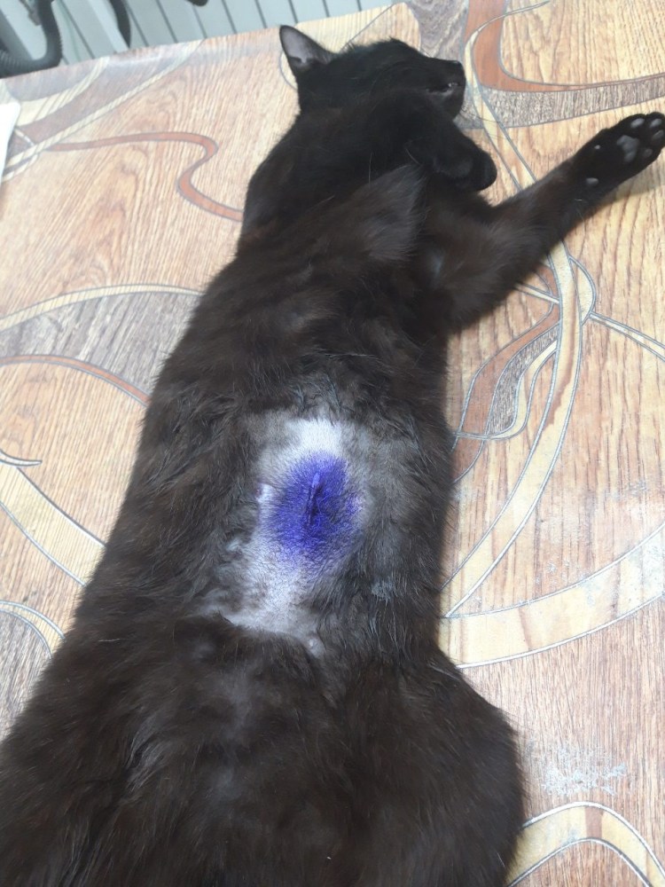 Стерилизация кошки шов