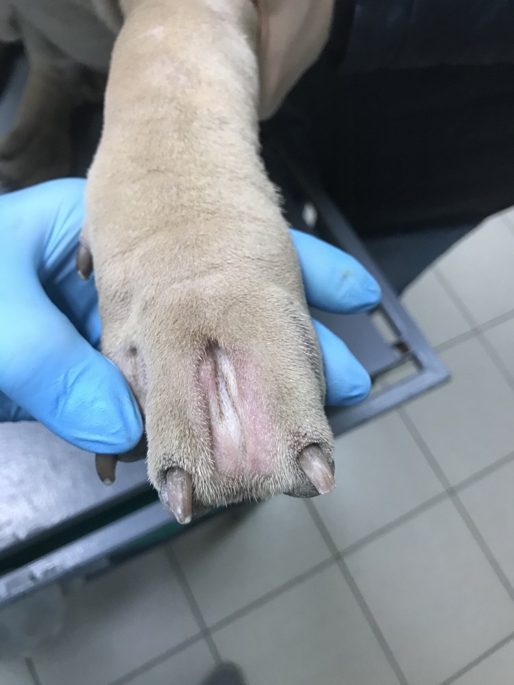 Лапароскопический метод стерилизации кошек