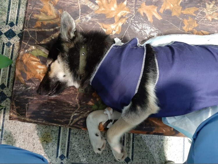 Кастрация кота подготовка