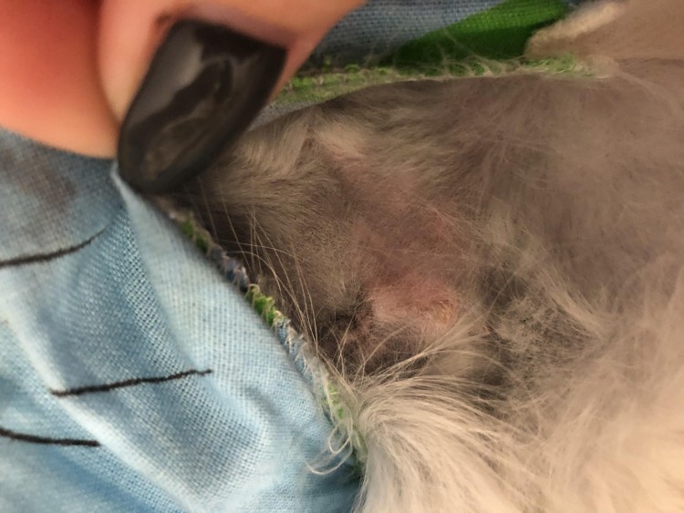 Посёлок Тульский стерилизация кошки