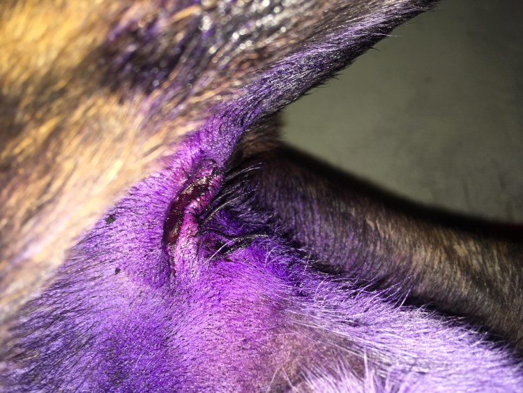 Хирургическая стерилизация кошек