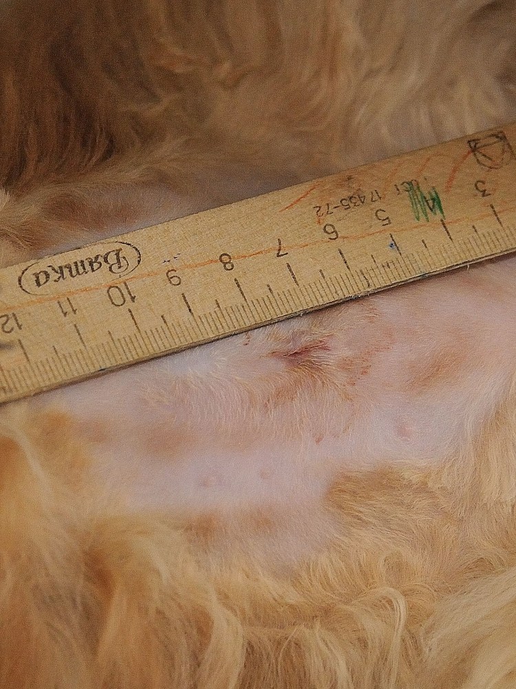 Стерилизация кошек с маткой