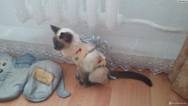 Как понять стерилизация кошки