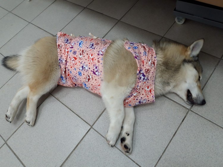 Полостная стерилизация кошки