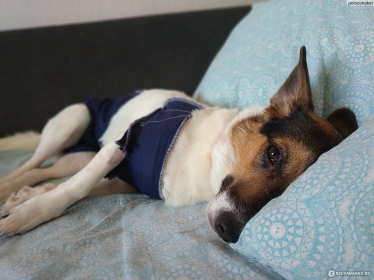 Стерилизация кошки разрез