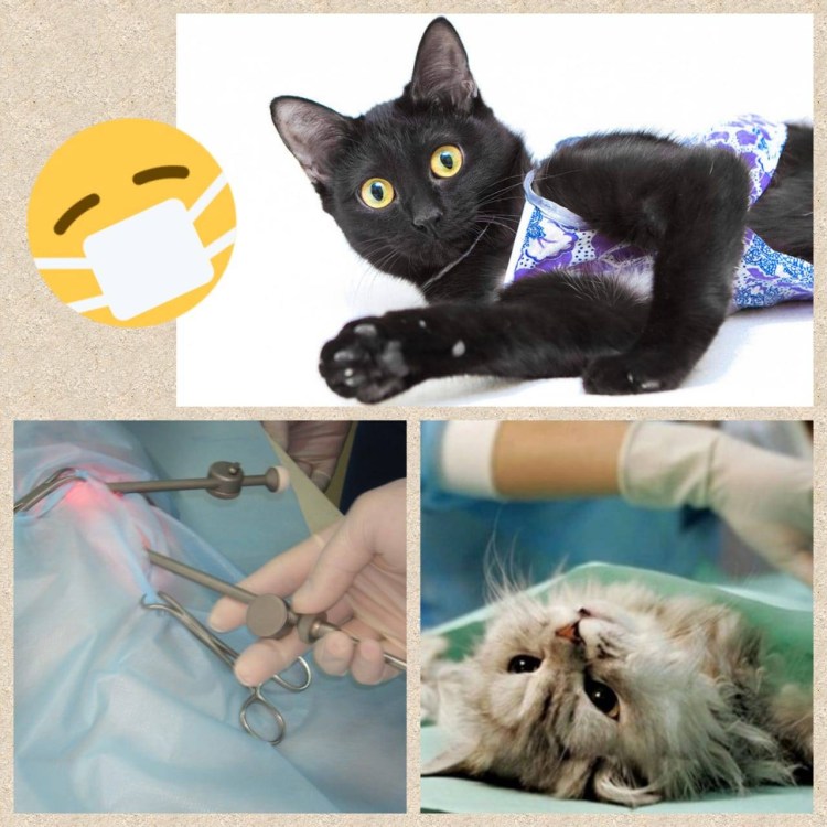 Стерилизация собаки Череповец