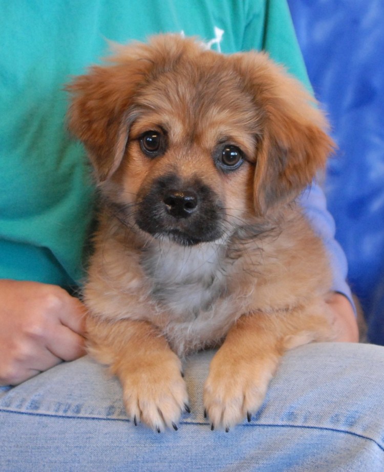 Метис пекинеса