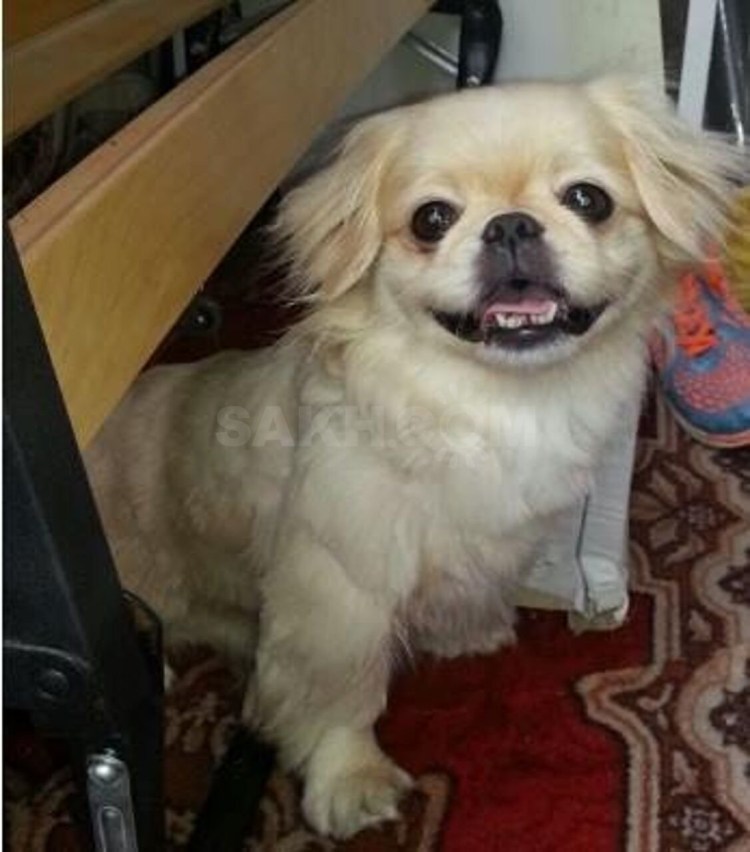 Пекинес полукровка