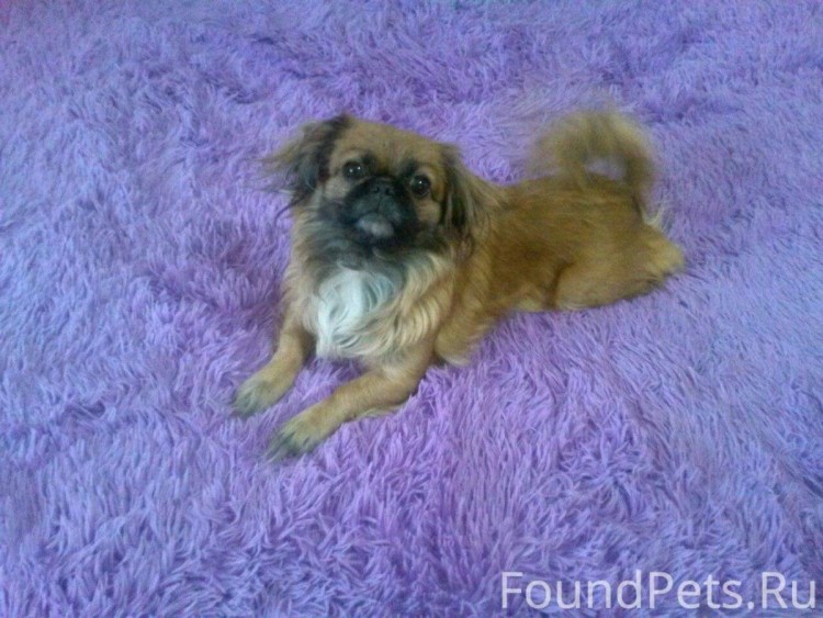 Метис шпица и дворняги