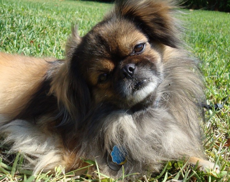 Метис Пекинес-терьер щенки