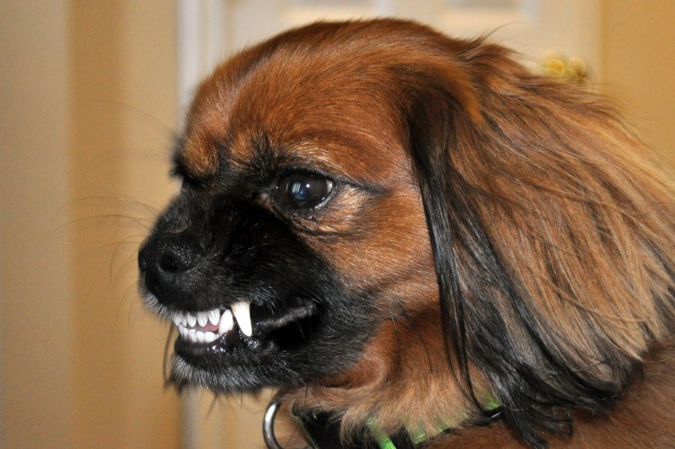 Метис шпица и пекинеса