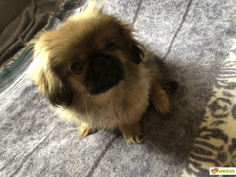 Пекинес дворняжка