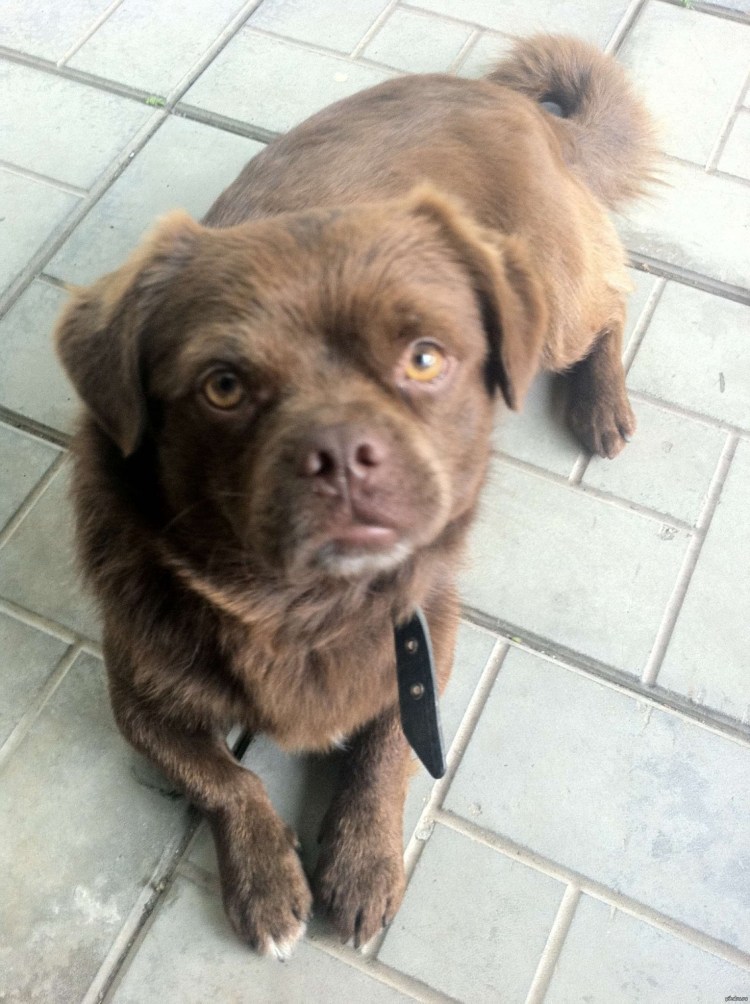 Щенки метисы пекинеса